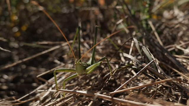 Saga pedo.The largest grasshopper in Europe. Predator. Body length about 80 mm. Lives in Europe in the steppe zone. Red Book of Europe. South of Ukraine.