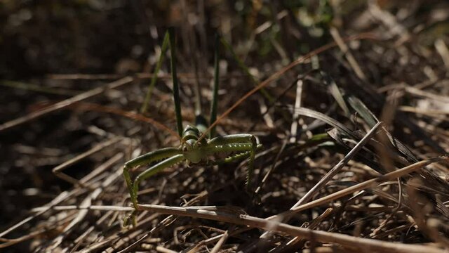 Saga pedo.The largest grasshopper in Europe. Predator. Body length about 80 mm. Lives in Europe in the steppe zone. Red Book of Europe. South of Ukraine.