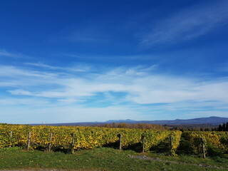 vineyard in autumn skyline grape