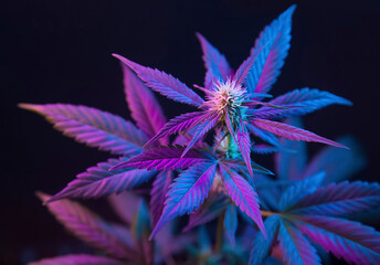 Cannabis with purple leaves isolated on a black background. Flowering marijuana with vibrant...