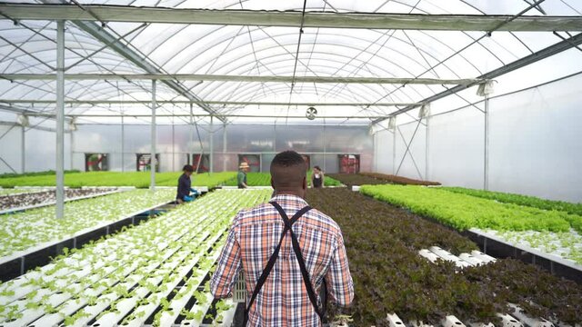 African man farmer working in organic vegetables hydroponic farm. Male hydroponic salad garden owner holding vegetable basket walking in greenhouse plantation. Food production small business concept