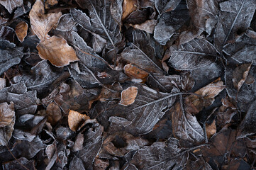 autumn leaves on the ground with a covering of frost