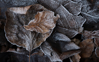 autumn leaves on the ground with a covering of frost
