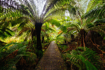 Hopetoun Falls Cape Otway in Victoria Australia