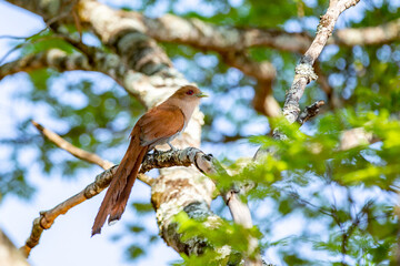 Piaya Cayana, popularly known as the cat's soul. Rusty feathered bird (brown), with red eyes and long tail. Portrait in fine detail