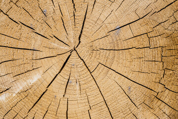 cross section of tree