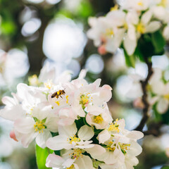 a bee flowering cherry blossom