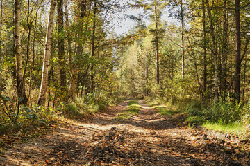forest road, forest path, road, path, forest, trees, autumn
