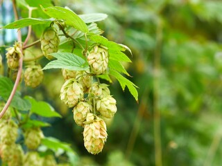 Green cones and hop leaves at sunset. Blurred background. Background for the brewery. Place for your text.