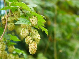 Green cones and hop leaves at sunset. Blurred background. Background for the brewery. Place for...