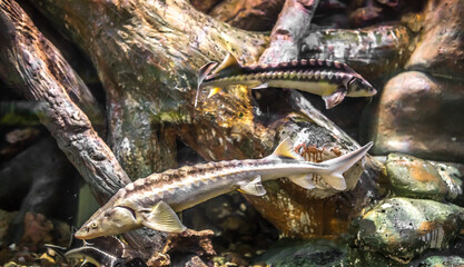 Sturgeon floats in water, sturgeon caviar, sturgeon fish in habitat