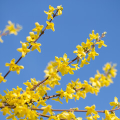 yellow flowers on blue sky background