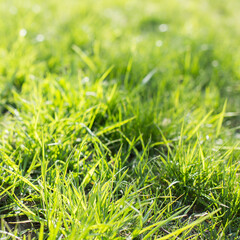green grass background