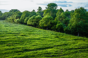 Fototapeta na wymiar Rural landscape. short-haired grass field, forest in the background
