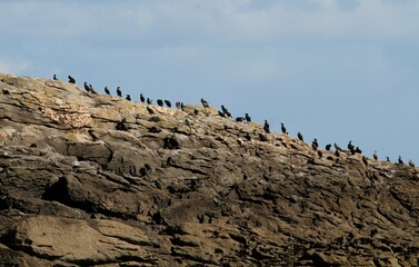 colonie de cormorans sur les rochers , archipel des îles Chausey en Normandie