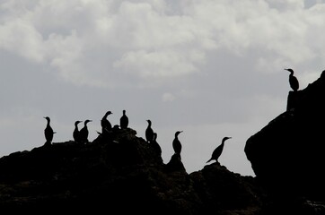 silhouettes de cormorans sur les rochers pris à contre-jour,