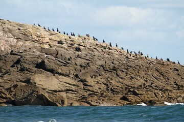 colonie de cormorans sur un îlot rocheux dans l'archipel des îles Chausey , Normandie,Manche