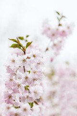 Obraz premium cherry blossom