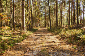 forest road, forest path, road, path, forest, trees, autumn