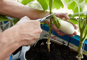 Men's hands harvests cuts the eggplant with scissors. Farmer man gardening in home greenhouse