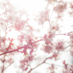 cherry blossom