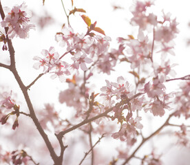 Obraz premium cherry blossom