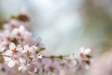 cherry blossom