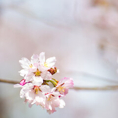 cherry blossom