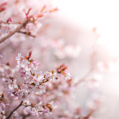 cherry blossom