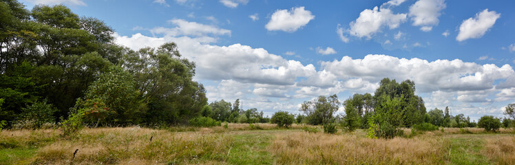 Panoramic photo of summer forest on the horizon against the blue sky. Beautiful landscape of green trees and blue sky background