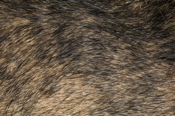 close up black and brown dog skin for texture and pattern.