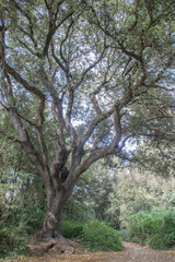 Árbol troncos con hojas verde marrón tronco naturaleza