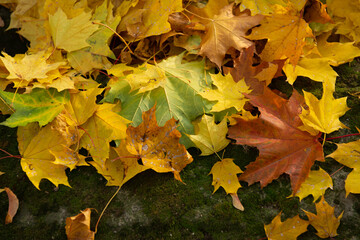 Falling autumn leafs red and orange. Autumn background