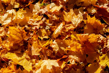 Falling autumn leafs red and orange. Autumn background