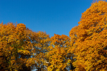 Fototapeta premium Autumn forest background. Vibrant color tree, red orange foliage in fall park. Blue sky