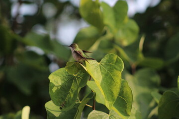 hummingbird perched on a heart shaped leaf with outstretched wings
