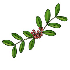 drawing branch of mastic tree, Pistacia lentiscus, isolated at white background, hand drawn illustration