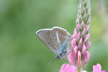 Geranium Argus Butterfly on flower