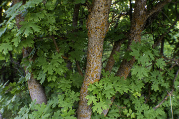 Beautiful view of maple trees with green leaves in a forest