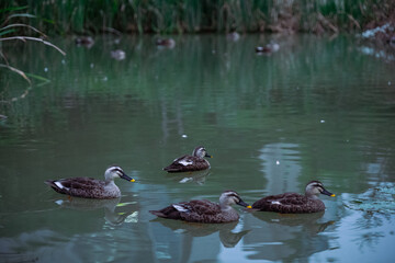 ducks in the lake