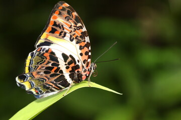 Agatasa calydonia butterfly