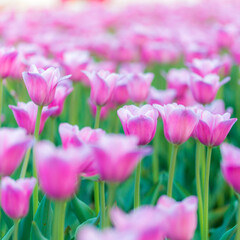 tulips in the garden