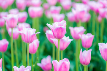 Obraz premium tulips in the garden