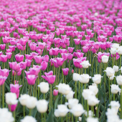 tulips in the garden