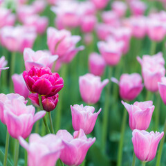 tulips in the garden