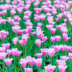 Fototapeta premium tulips in the garden