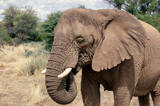 Close up of the African Bush Elephant in the grassland on a sunny day.