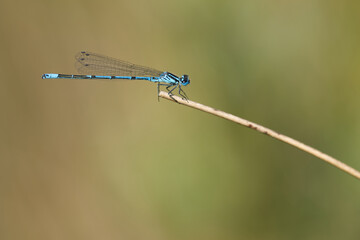 Hufeisen-Azurjungfer (Coenagrion puella)