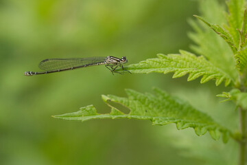 Hufeisen-Azurjungfer (Coenagrion puella) (19)