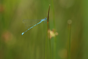 Hufeisen-Azurjungfer (Coenagrion puella) (19)